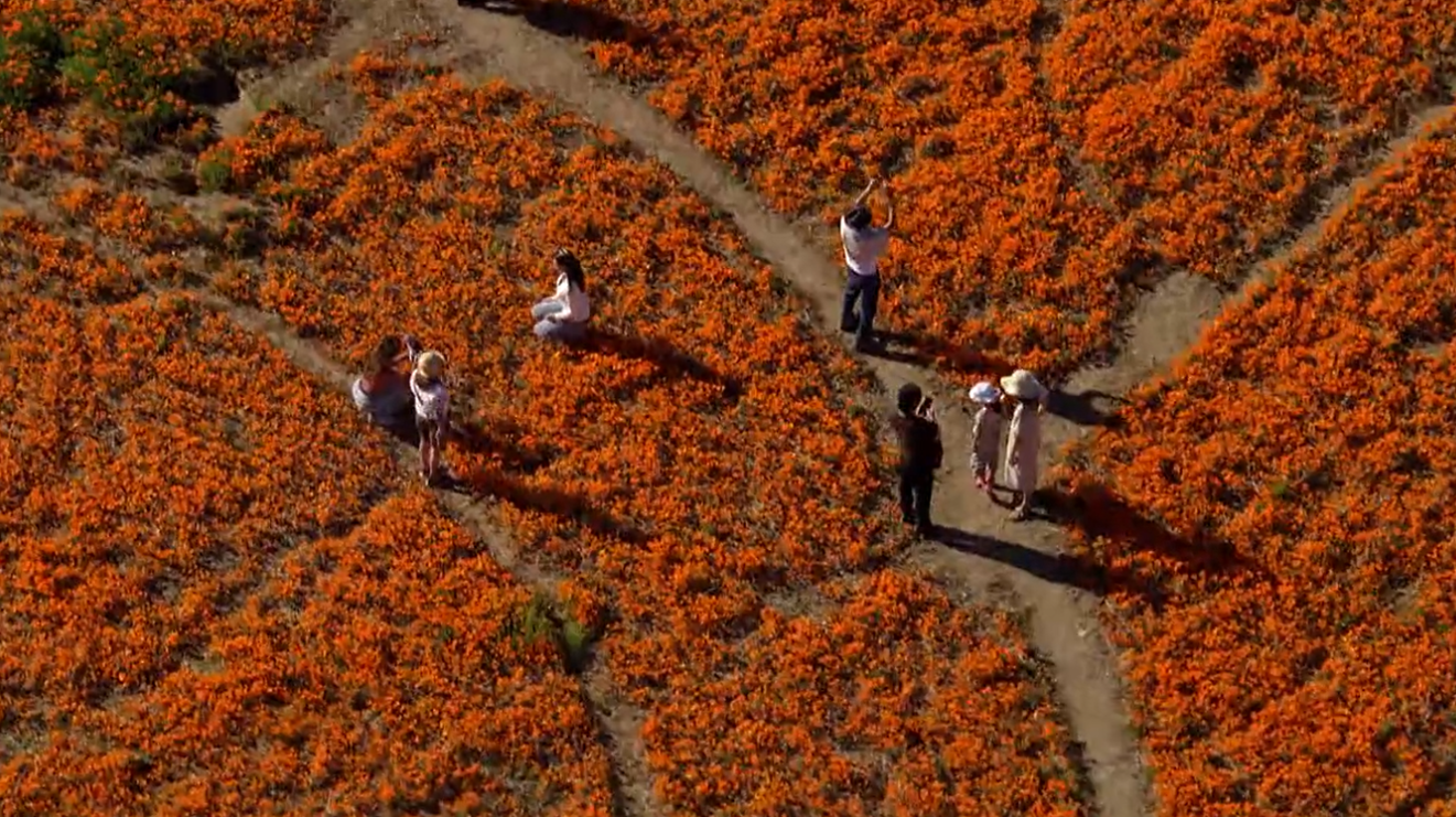 tourists taking pictures of poppies
