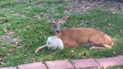 Afra the deer and Alice the bunny sitting in the grass together.