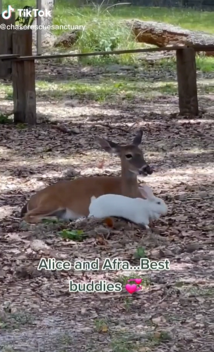 Afra the deer and Alice the bunny lying down together.