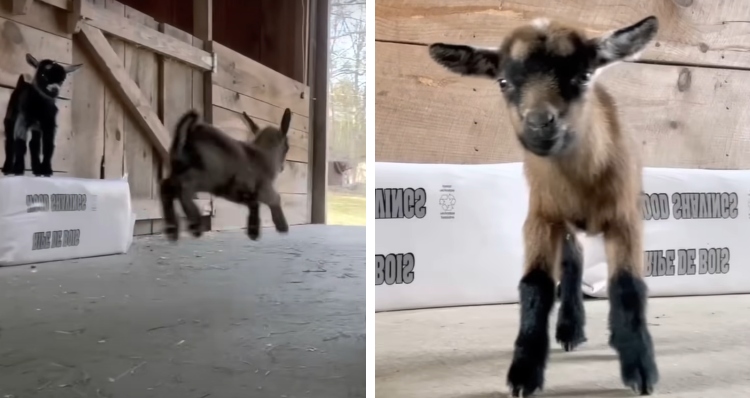 baby goats frolicking on farm