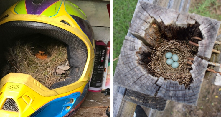 birds making nest in helmet and inside fence post