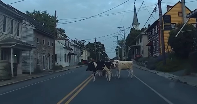 cows in middle of road in PA