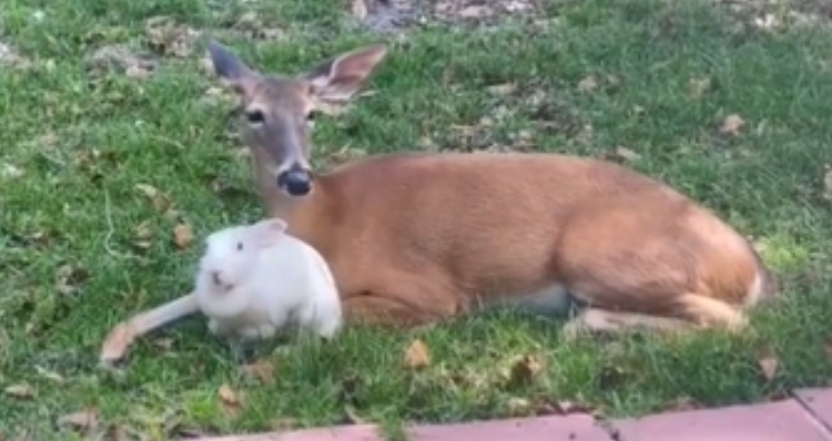 Deer and rabbit lying together in grass