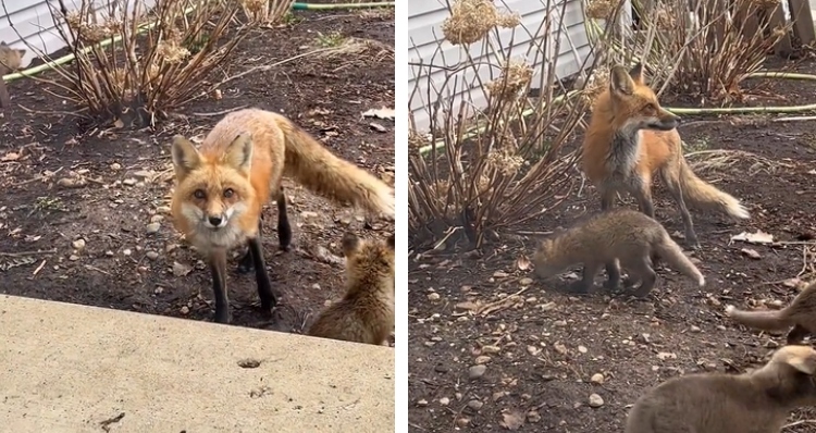 mama fox and her babies in front yard.