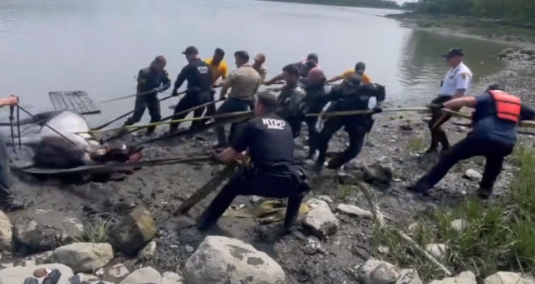 NYPD saves horse stuck in mud in Bronx