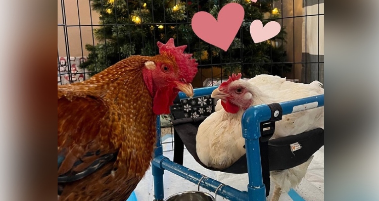 Shrimp and Basil, two rescue chickens in love