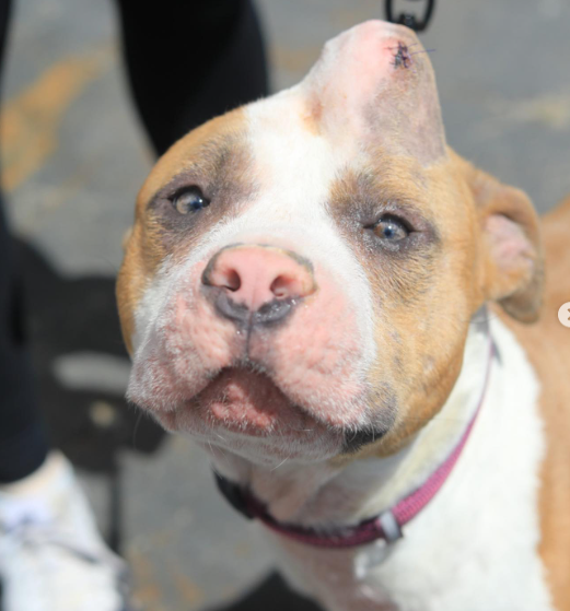 Strawberry the dog smiling at the camera