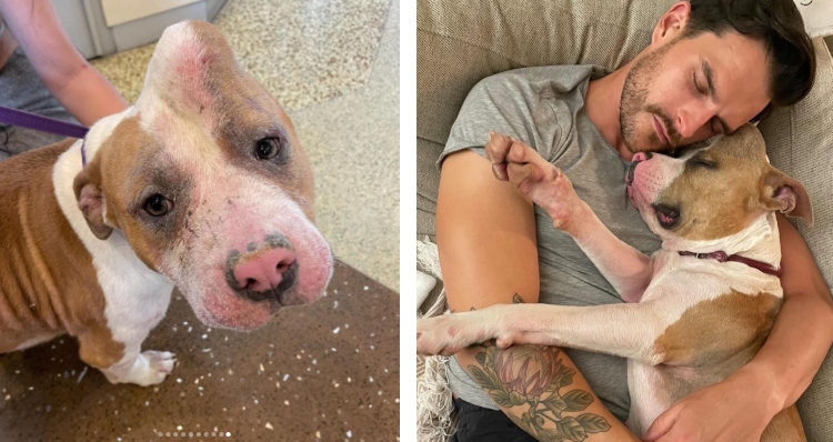 Strawberry before and after rescue