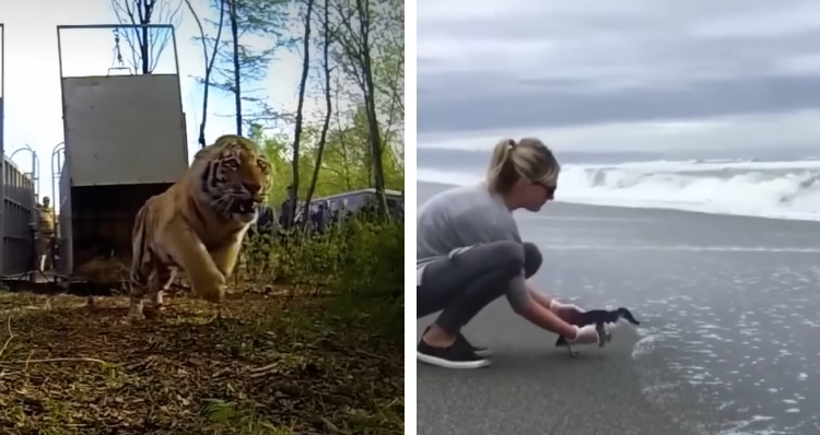 Tiger and penguin being released back into the wild by RSPCA