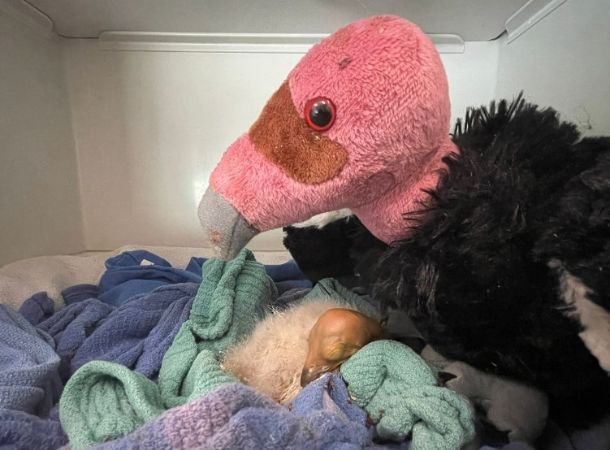 An orphaned baby condor cuddles with a stuffed animal in place of their mother.