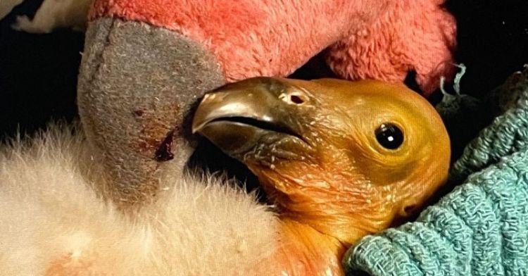 A rescued baby condor snuggles with a stuffed animal.
