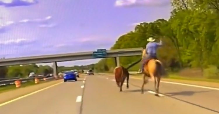 A cowboy pursues a renegade cow who has wandered onto the highway.
