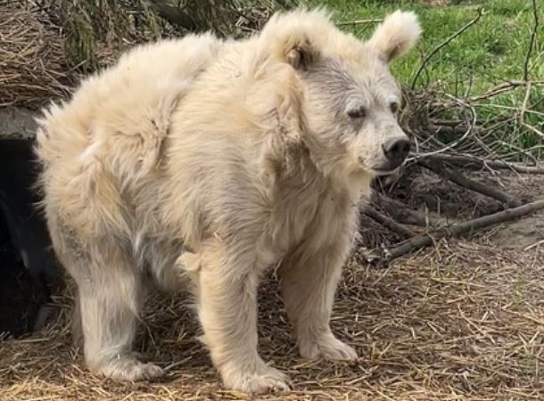 Chada the bear looks extra sleepy after a long nap.