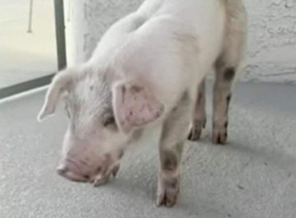 Lucky the pig after being rescued from the highway.