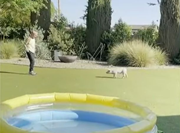 Lucky the pig plays in Rebecca Zajac's backyard with her son.