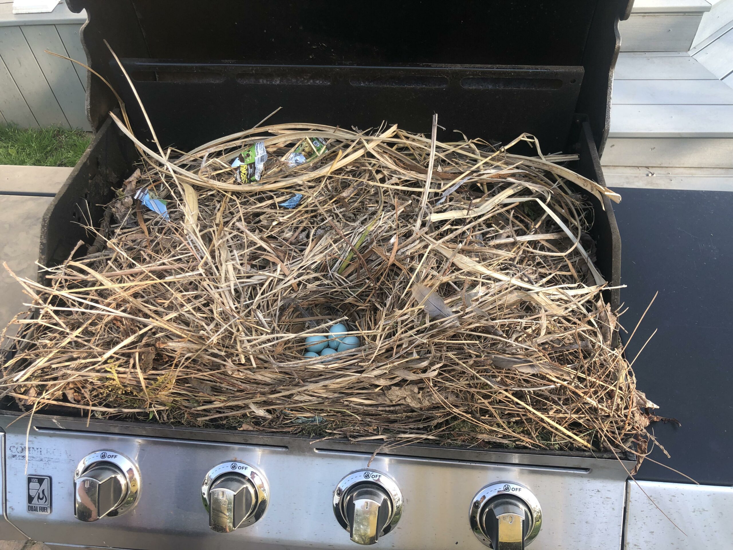 birds nesting inside a bbq grill