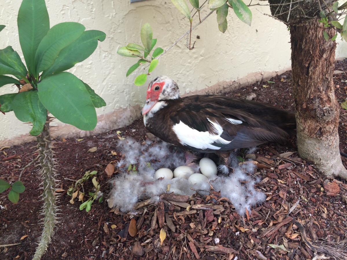 duck with her eggs