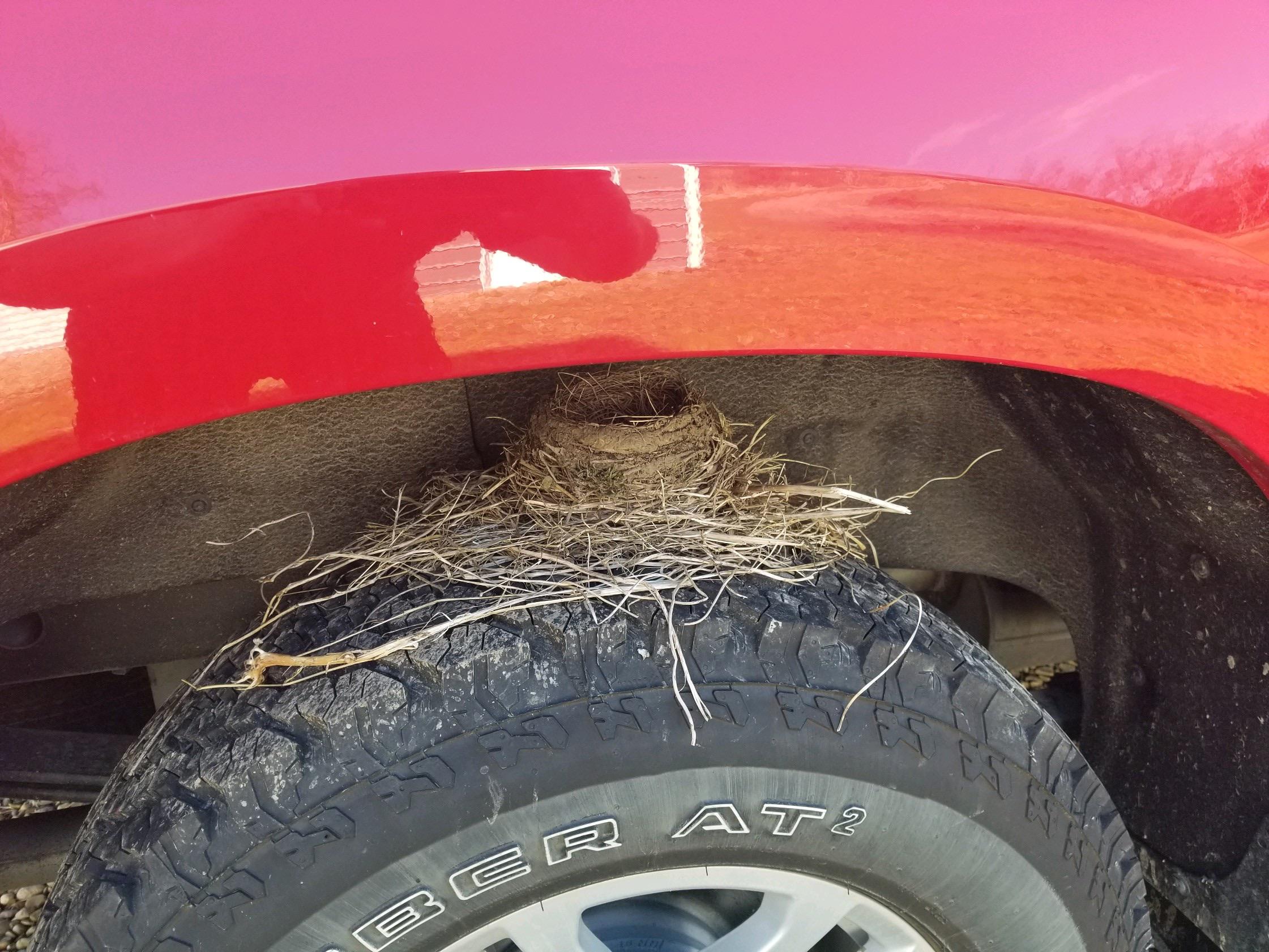 bird nest on top of car tire.