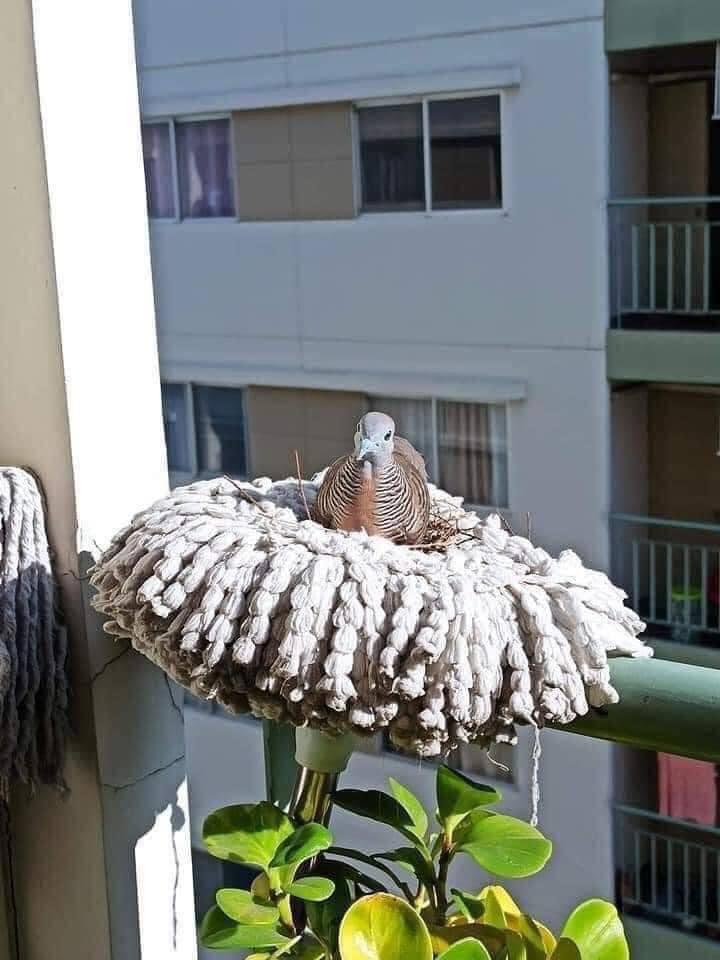 bird building a nest in a mop