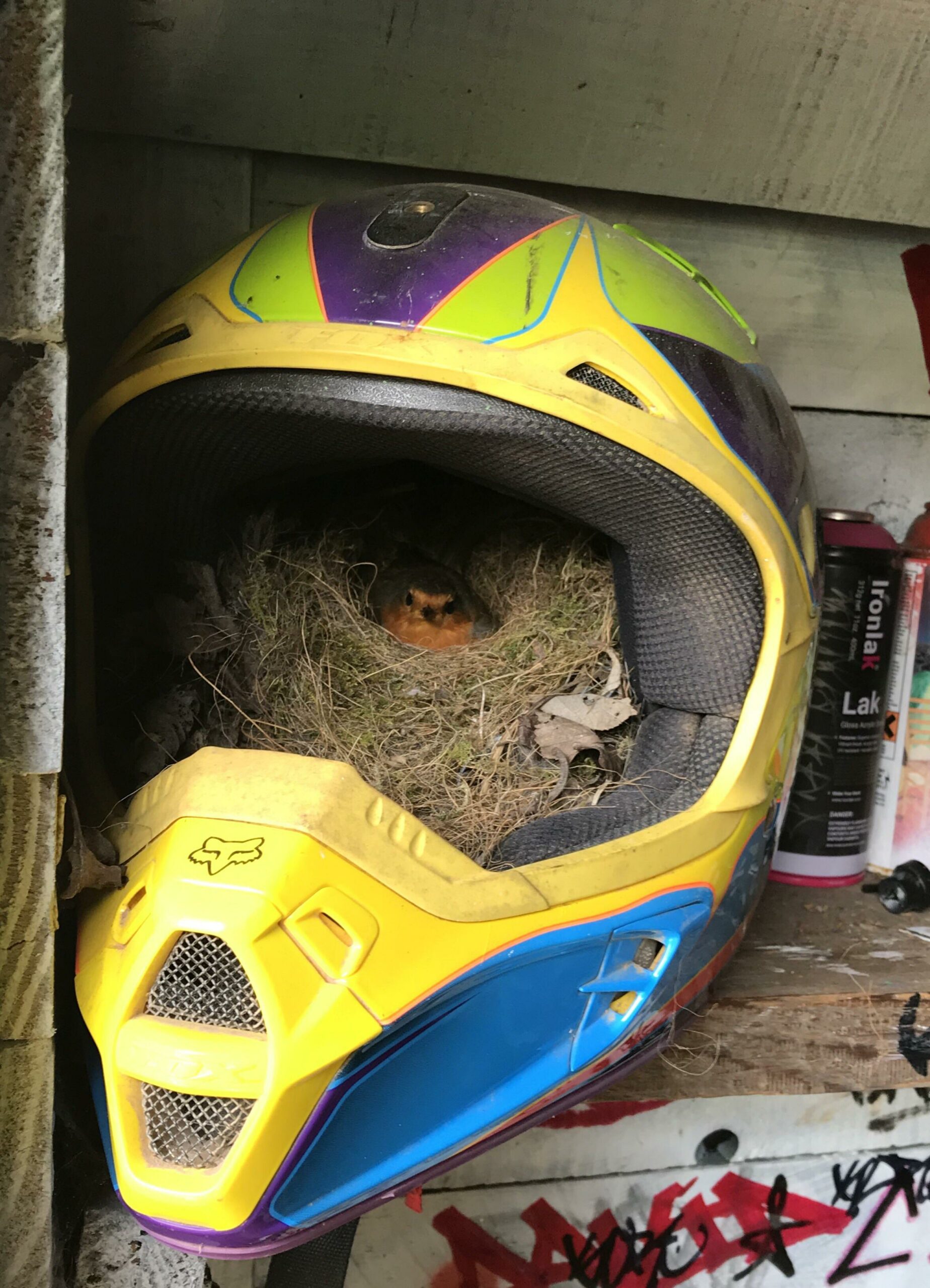 bird nesting inside a motorcycle helmet