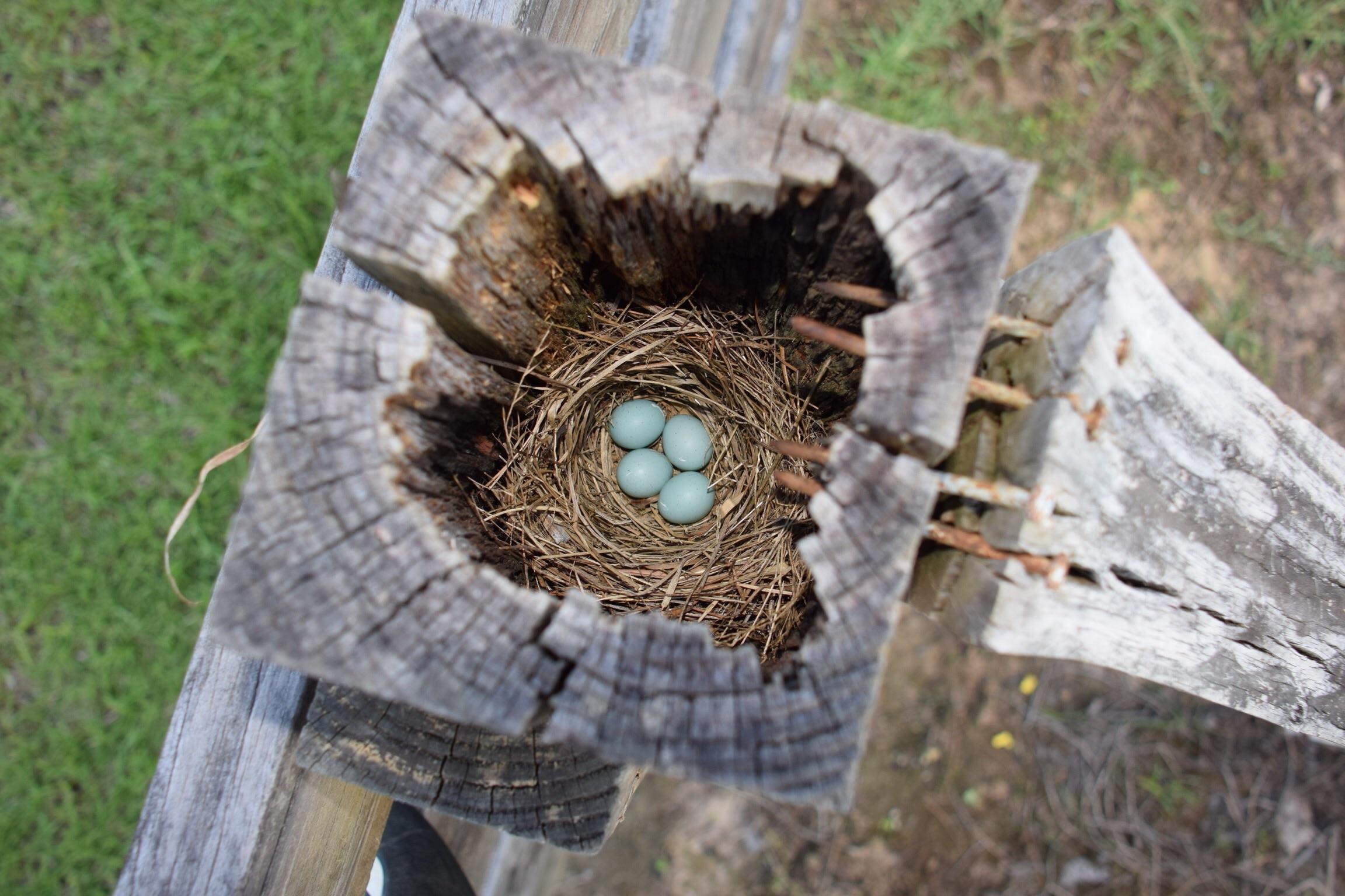 bird nest inside a fence post