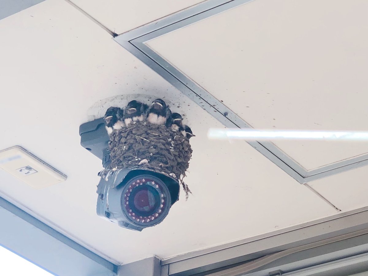 birds nesting on CCTV camera
