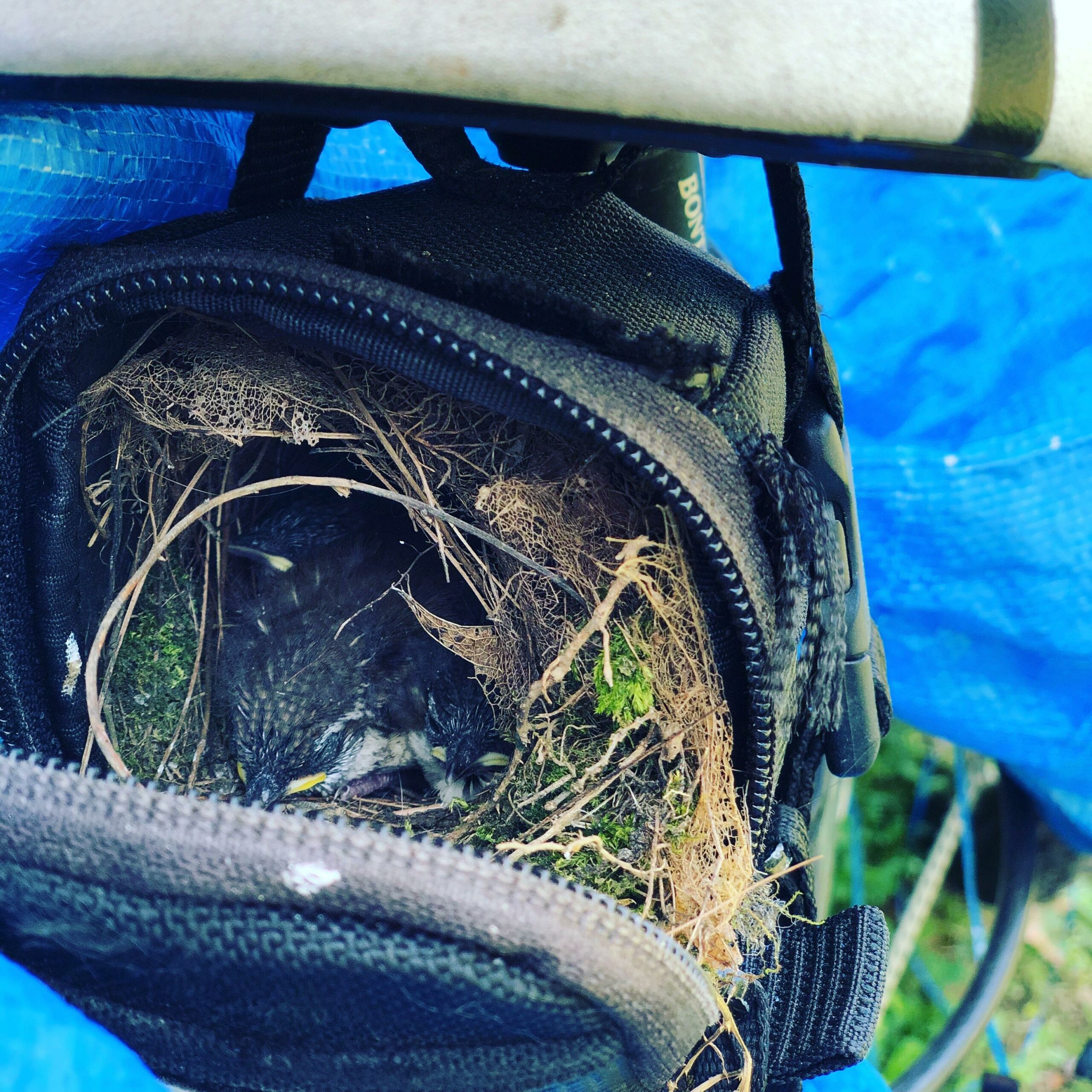 birds nesting inside backpack on bicycle