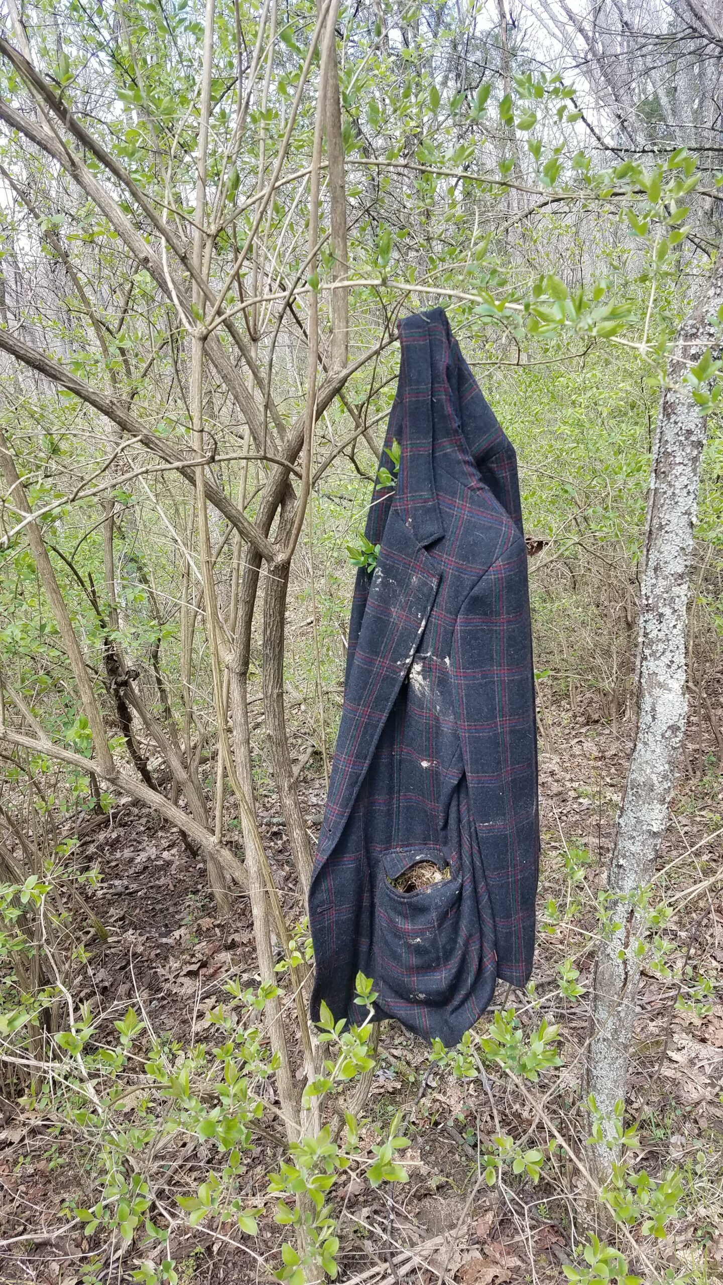 bird nest in pocket of jacket hanging in woods