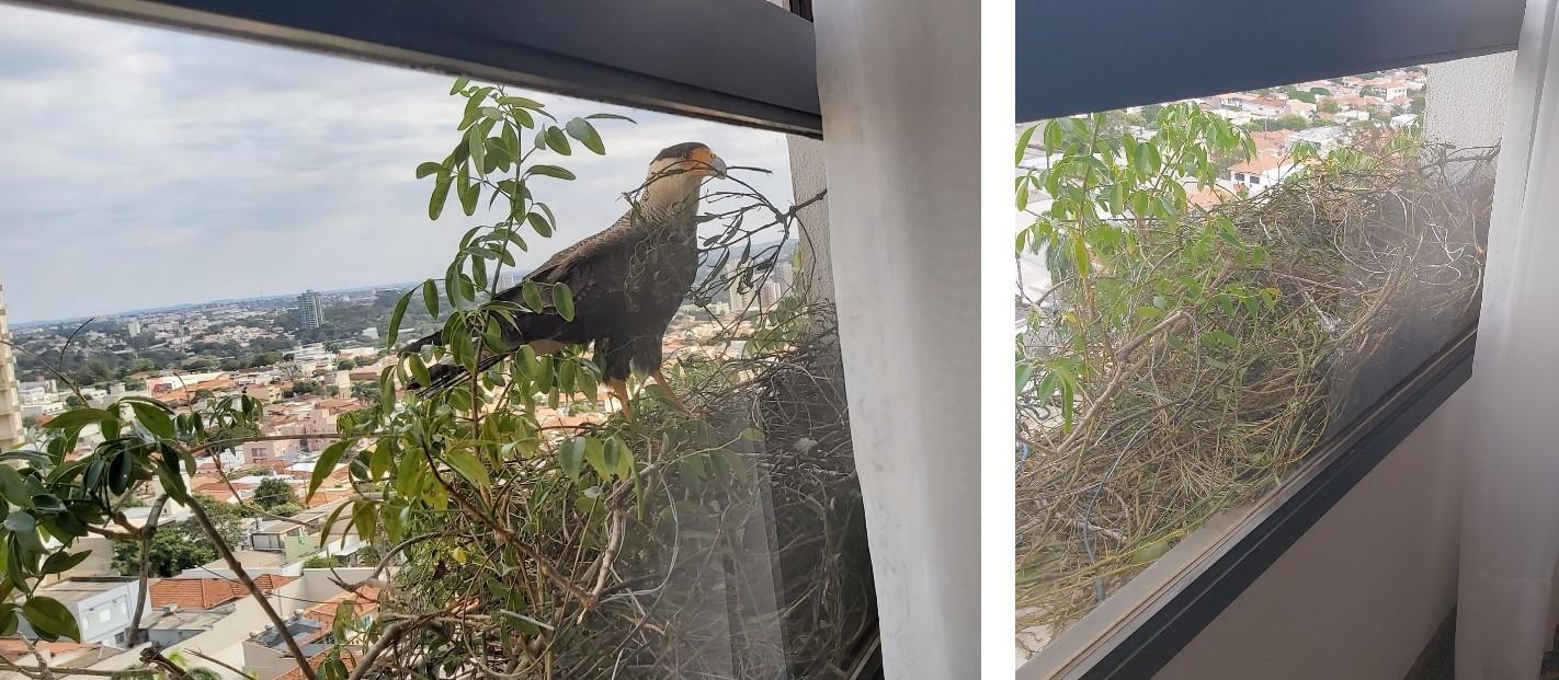 eagle nesting outside someone's window.