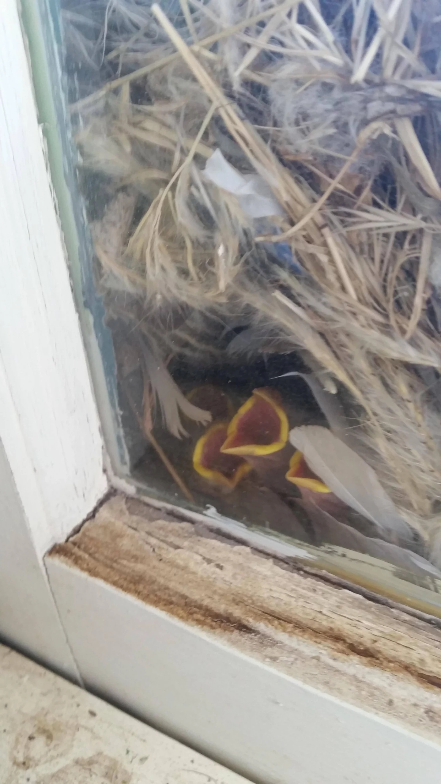 birds nesting on window sill