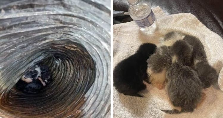 kittens found inside construction tubing