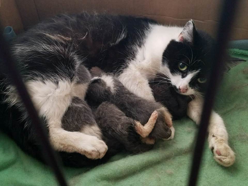 black and white mama cat nursing her kittens.