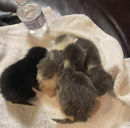 newborn kittens huddled together on a towel