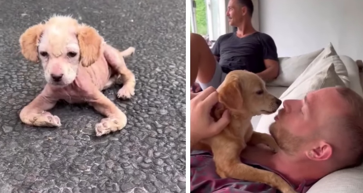 puppy with health problems rescued and rehabilitated