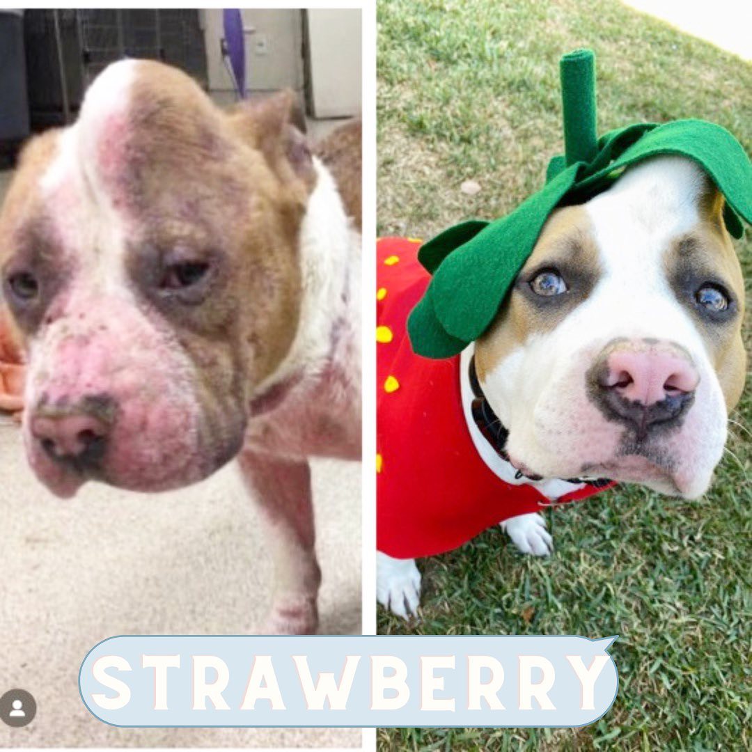 Strawberry before and after adoption. On the right, she's wearing a strawberry costume.