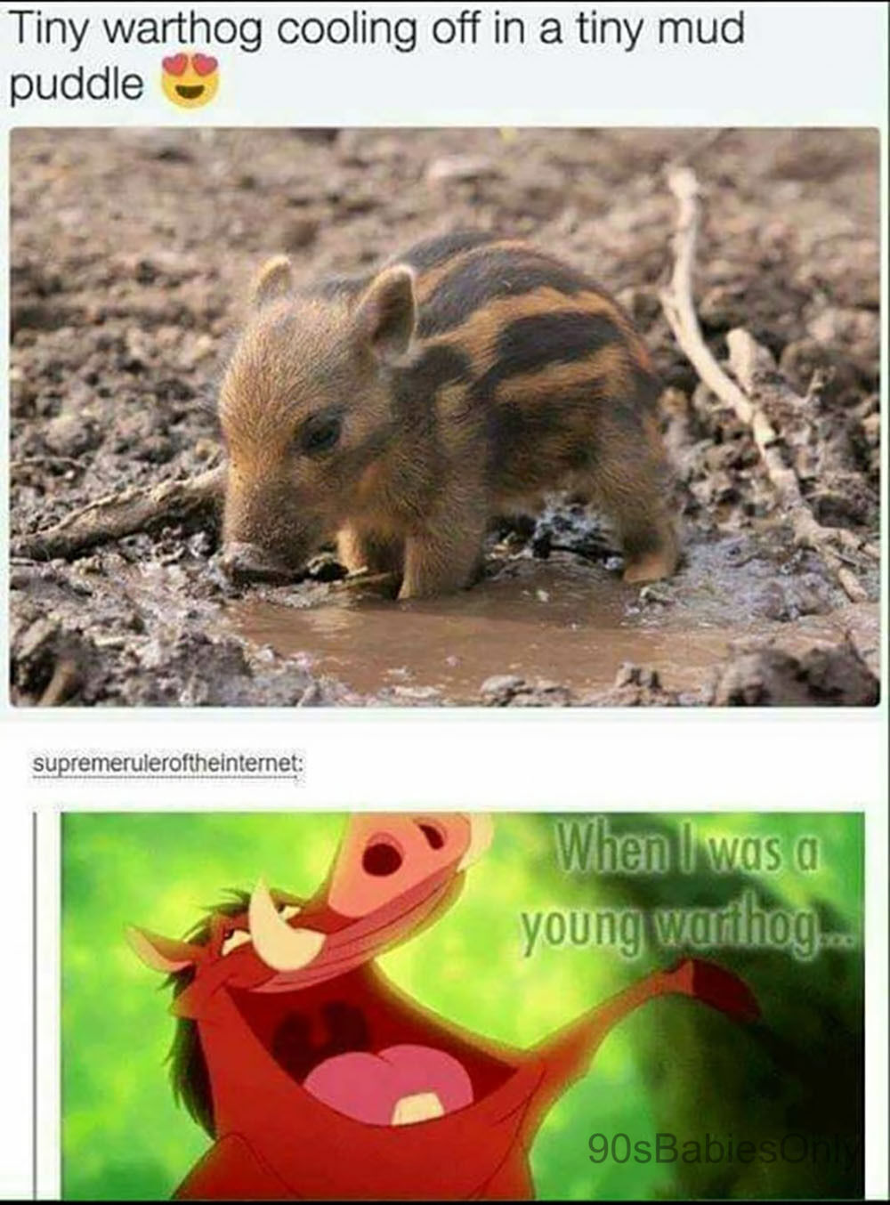 A two-photo collage. The top shows a tiny warthog cooling off in a tiny puddle. The bottom shows Pumbaa from "The Lion King" singing "When I was a young warthog..."