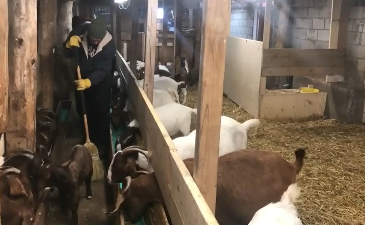 Brian Bannister cleaning stalls.