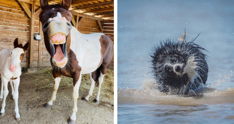 laughing horse and dog drying off after coming out of the water