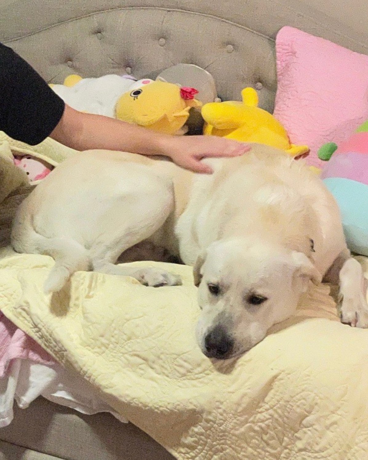 Lucky (now Duke) sleeping on bed in his new home.