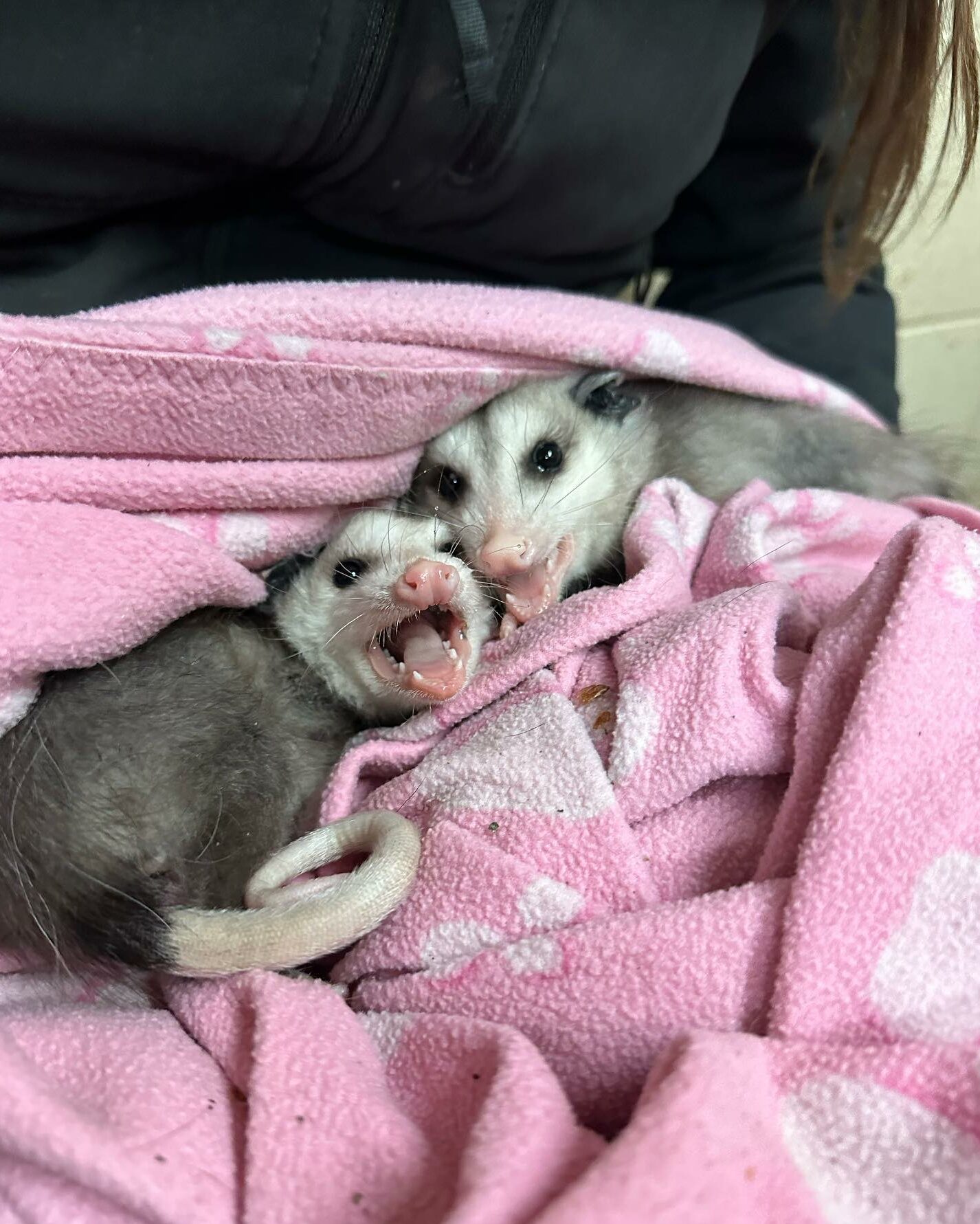 two opossum joeys in a pink blanket.