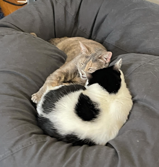 Hugo and Sushi sleeping together on soft bed.