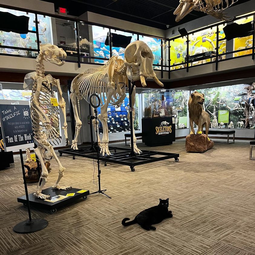 Indy the cat lounging among skeletons at museum.