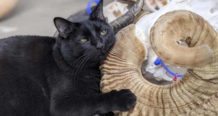 Indy the museum cat cuddles with a bone.