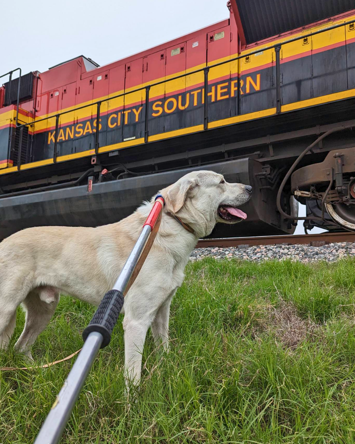 Lucky the dog watching train go by