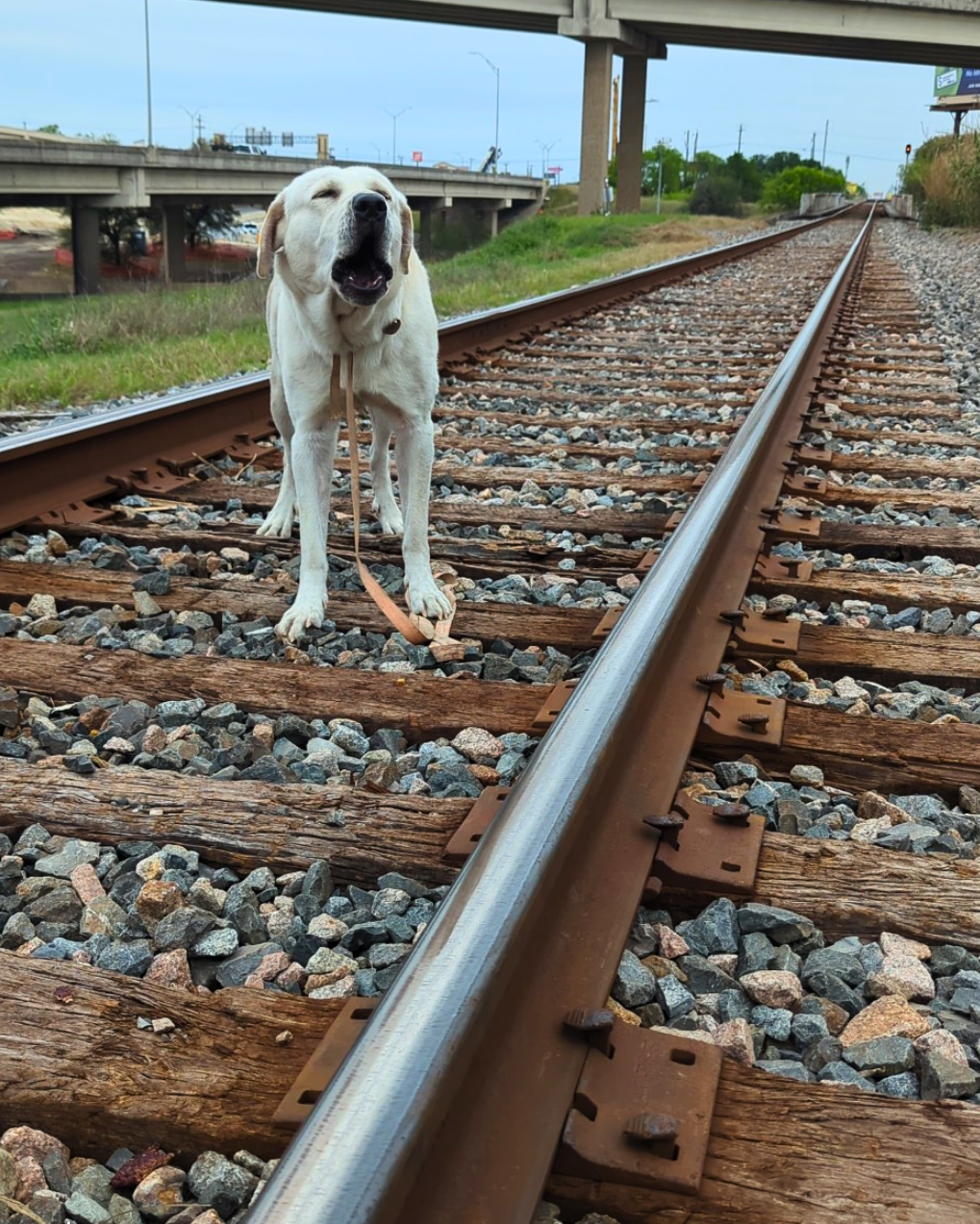 Lucky the dog trapped on active train tracks.