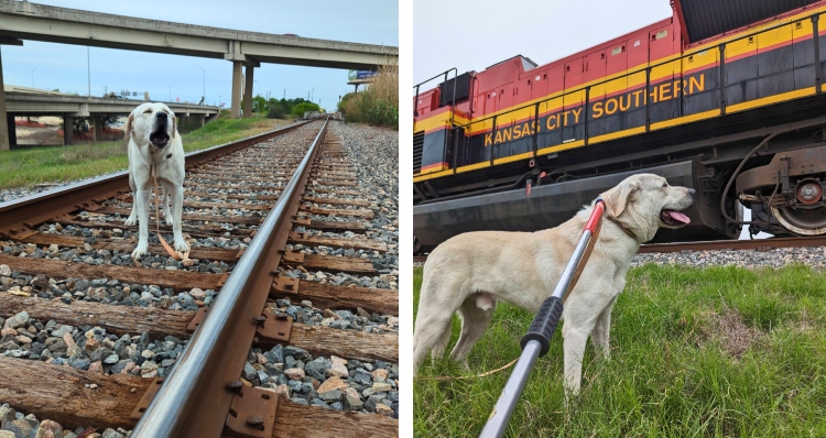 Lucky the dog rescued from train tracks