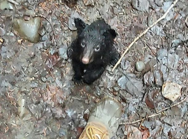 A baby black bear was found sitting alone in the mud in Washington. 