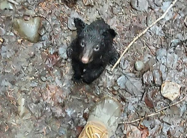 A baby black bear was found sitting alone in the mud in Washington.