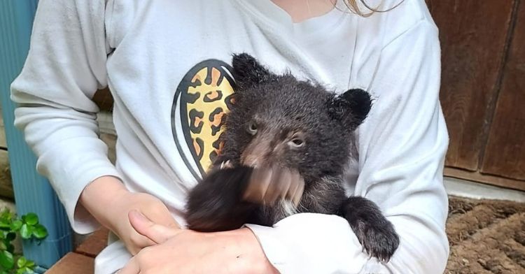 A little girl holds Blackie the bear cub, found abandoned in the woods.