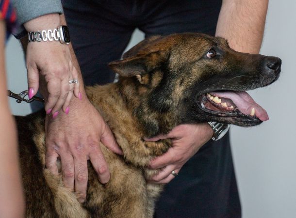 Police dog Cheeseburger is excited to retire with his new family.
